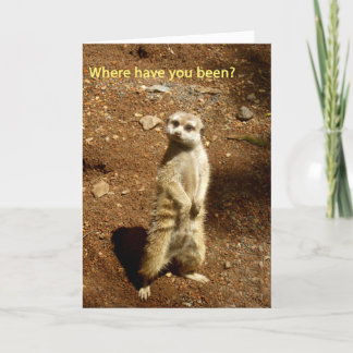 meerkat card