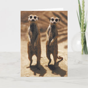 Meerkat cards