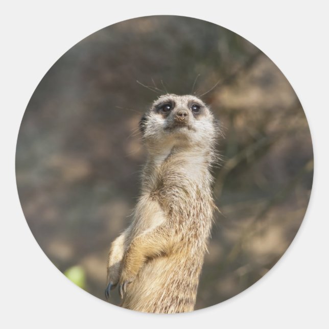 Meerkat Classic Round Sticker (Front)