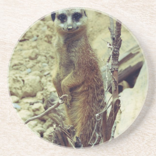 Meerkat Coaster (Front)