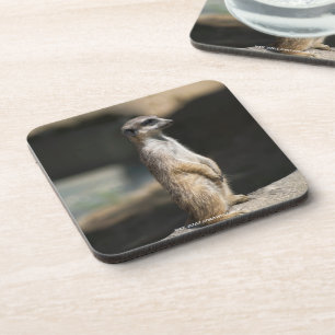 Meerkat Coaster