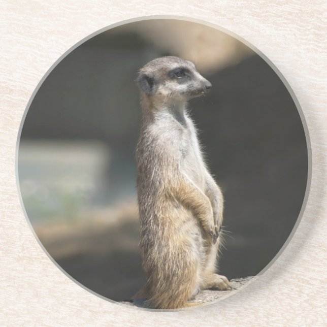 Meerkat Coaster (Front)