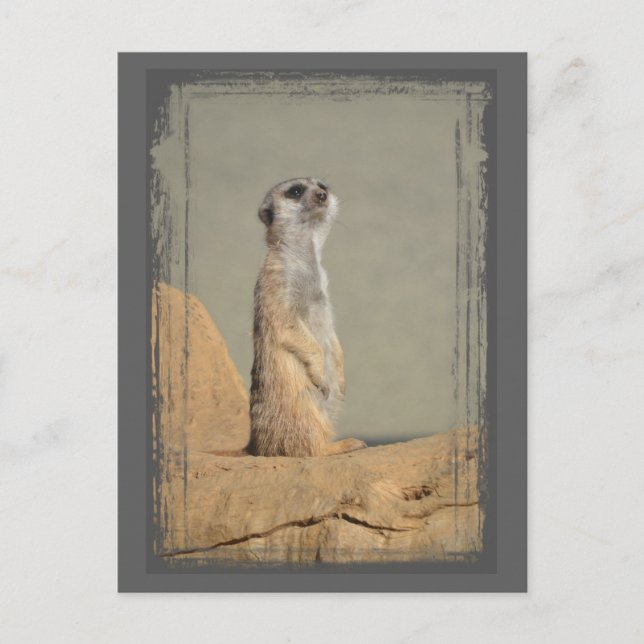 Meerkat Collection Postcard (Front)