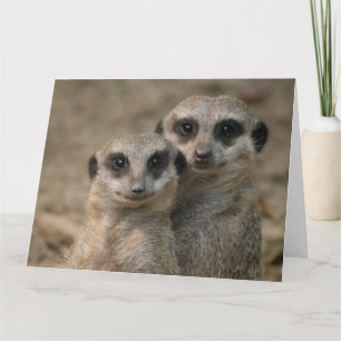 Meerkat-Couple Card