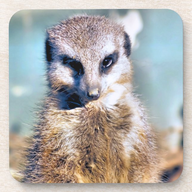 MEERKAT dessous de verre en plastique dur (Devant)