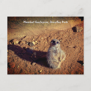 Meerkat Enclosure, Drusillas Park Postcard