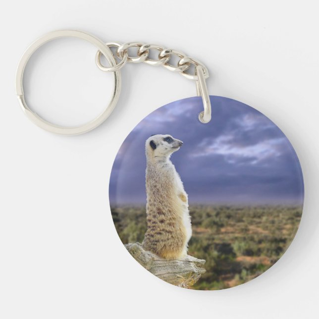 Meerkat Et Le Grand Extérieur. (Devant)