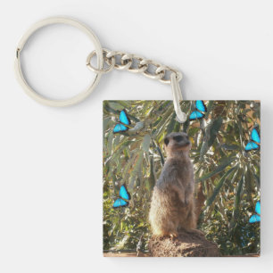 Meerkat Et Papillons Bleus,