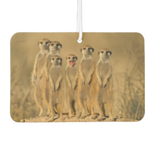 Meerkat Family Air Freshener
