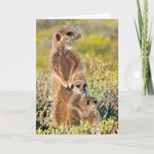 Meerkat Family Portrait Card