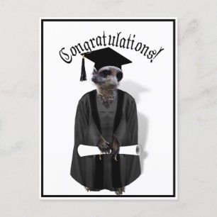Meerkat Graduate W/Grey Gown & Black Sash Postcard