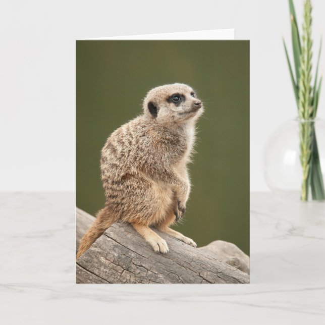 Meerkat Greeting Card (Front)