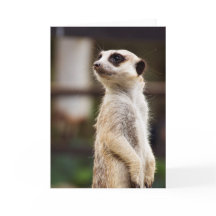 Meerkat Greeting Card