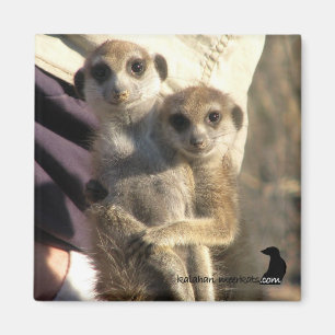 Meerkat Hug a Friend - Magnet