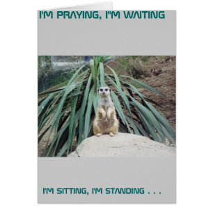 Meerkat humoristique - cercle un