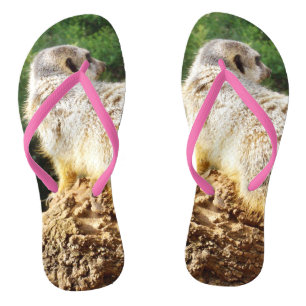 Meerkat I  Spy, Flip Flops
