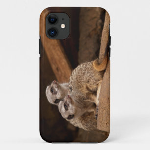 Meerkat iPhone 5 11 Case