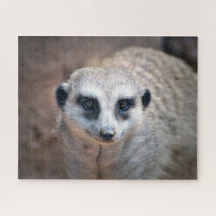 Meerkat Jigsaw Puzzle