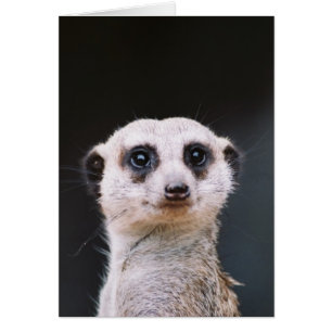 Meerkat Lookout