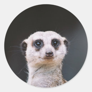 Meerkat Lookout autocollant rond