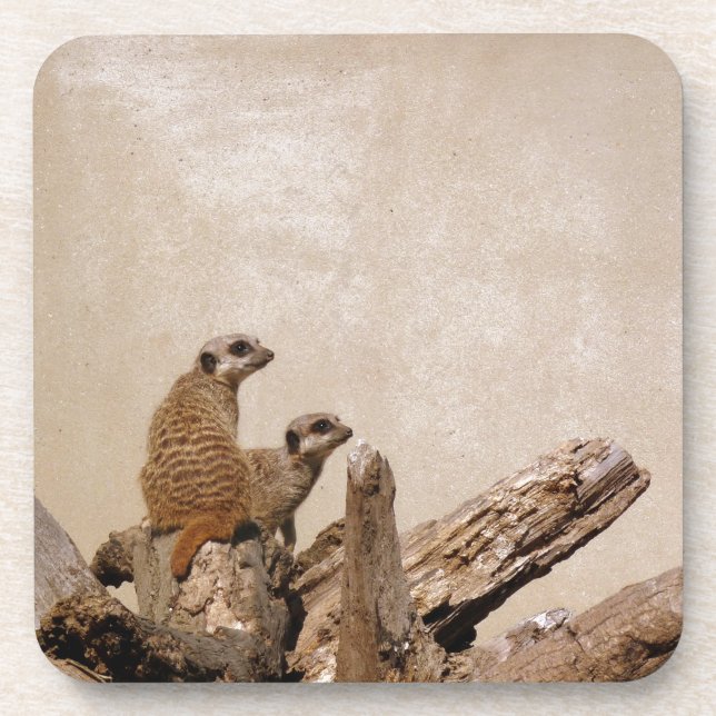 Meerkat Lookout Coaster (Front)