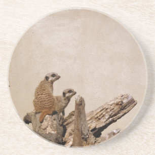 Meerkat Lookout Coaster
