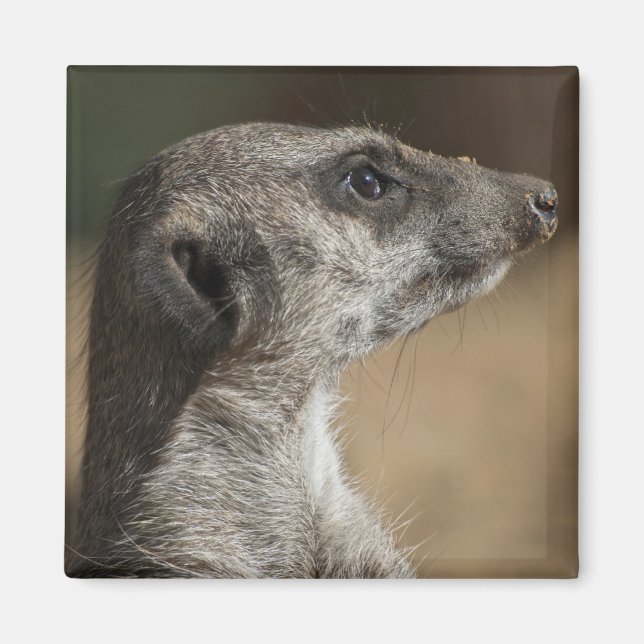 Meerkat Magnet (Front)