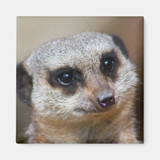 Meerkat Magnet