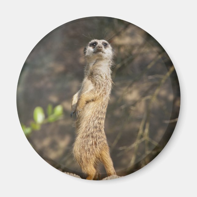 Meerkat Magnet (Front)