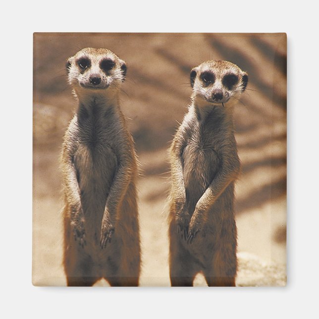Meerkat magnet (Front)