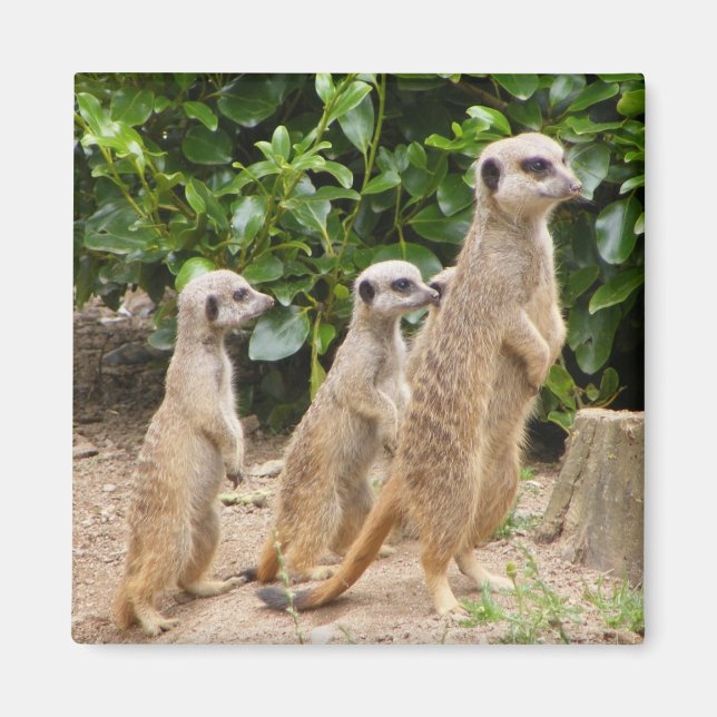 Meerkat magnet2 magnet (Front)