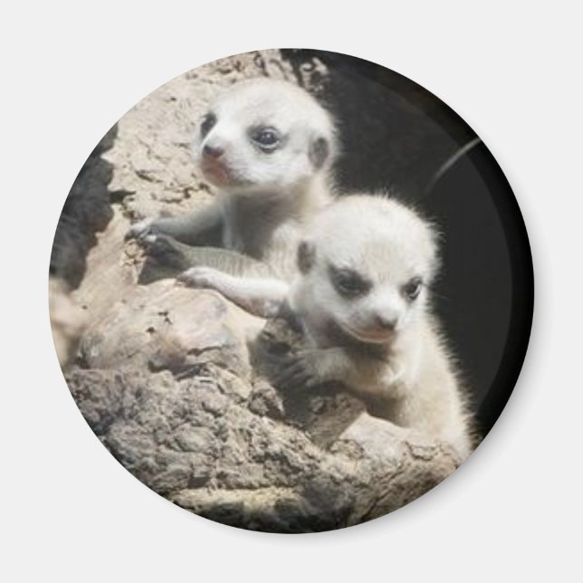 meerkat magnet 3 (Front)