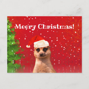Meerkat Merry Christmas Funny Christmas Postcard