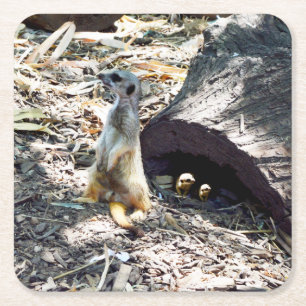Meerkat Mum With Her Kids, Paper Party Coasters