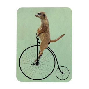 Meerkat on Black Penny Farthing 2 Magnet