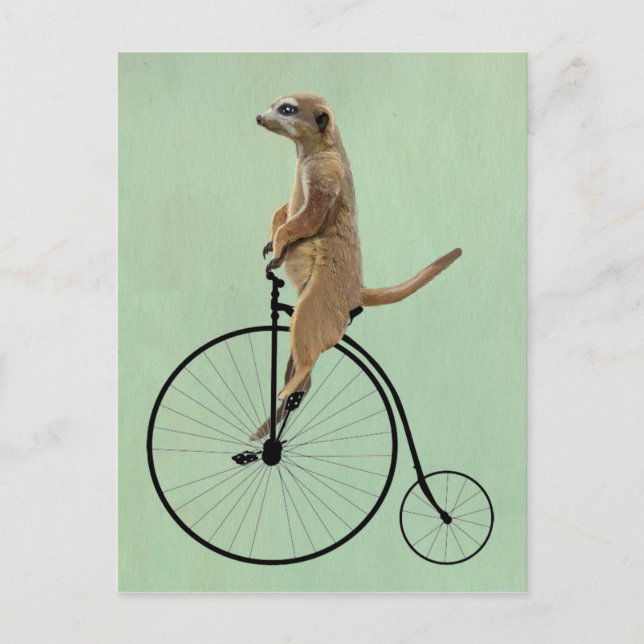 Meerkat on Black Penny Farthing 2 Postcard (Front)