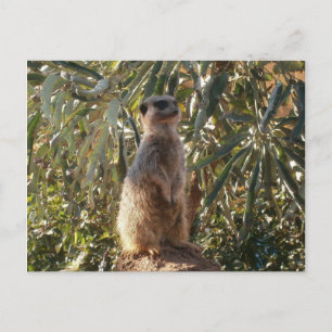 Meerkat On Guard Duty, Postcard