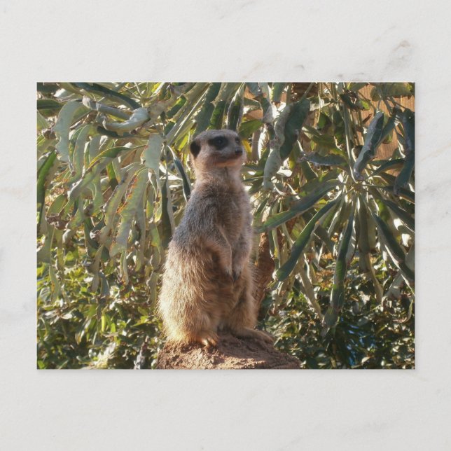 Meerkat On Guard Duty, Postcard (Front)