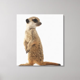 Meerkat or Suricate - Suricata suricatta Canvas Print