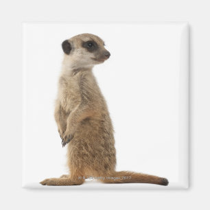 Meerkat or Suricate - Suricata suricatta Magnet