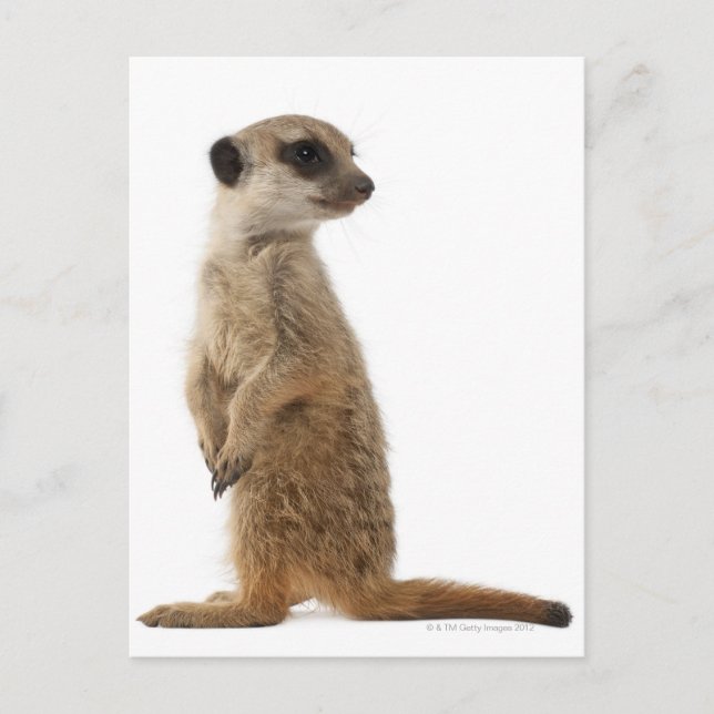 Meerkat or Suricate - Suricata suricatta Postcard (Front)