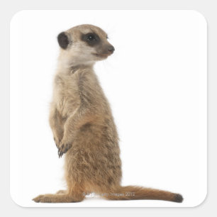Meerkat or Suricate - Suricata suricatta Square Sticker