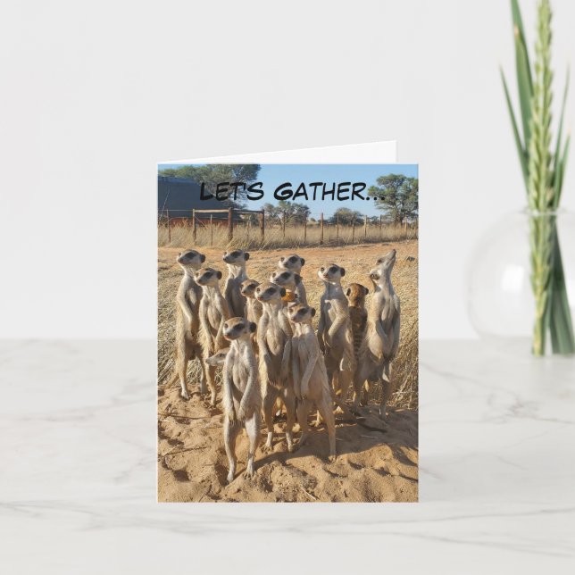 Meerkat Party Invitation (Front)