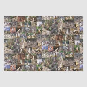 Meerkat Photo Collage, Tissue Paper