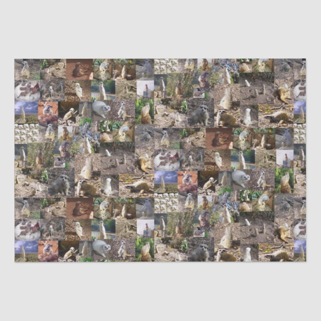 Meerkat Photo Collage, Tissue Paper (Front)