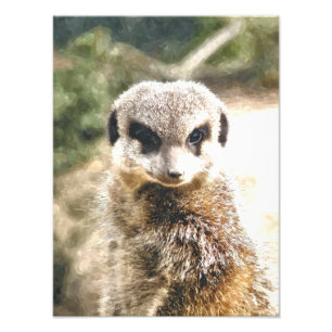 MEERKAT PHOTO PRINT