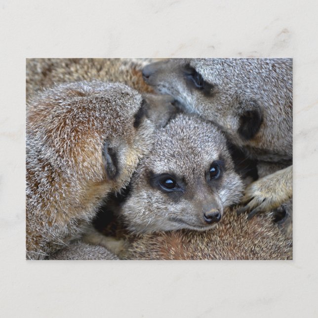 Meerkat Pile Postcard (Front)