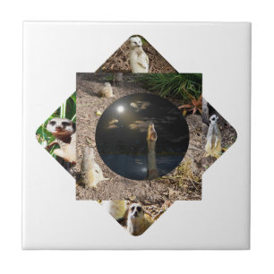 Meerkat Polyscope, Tile