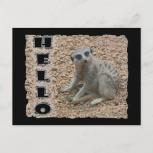 Meerkat Postcard