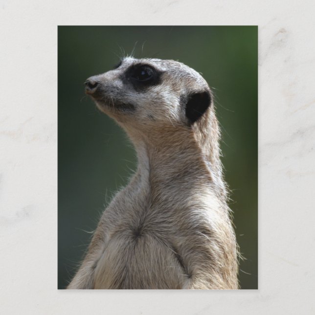 Meerkat Postcard (Front)